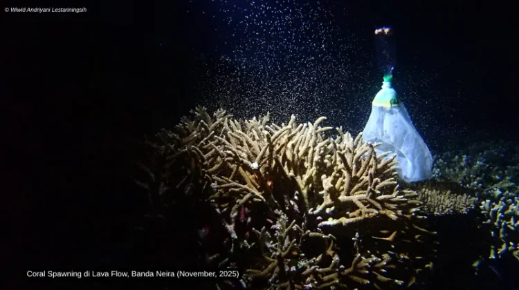 Libatkan Mahasiswa, Unram Dorong Riset Coral Spawning untuk Restorasi Terumbu