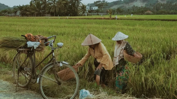 Infrastruktur SDA Fondasi Menguatkan Ketahanan Pangan NTB