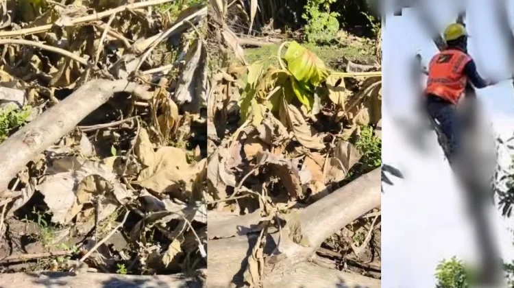 Pohon Jati Warga Diduga Ditebang tanpa Izin, PLN di Bima Disorot