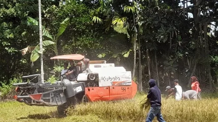 Stok Pangan Dompu Aman, Produksi Beras Surplus 41 Persen