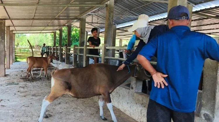 Ternak Sumbawa Dipastikan Aman untuk Dikurbankan