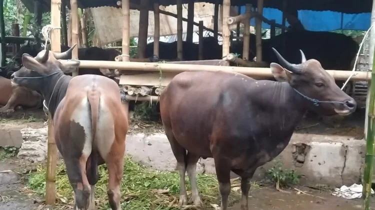 Idul Adha Semakin Dekat, Ini Syarat Hewan Kurban yang Perlu Diketahui