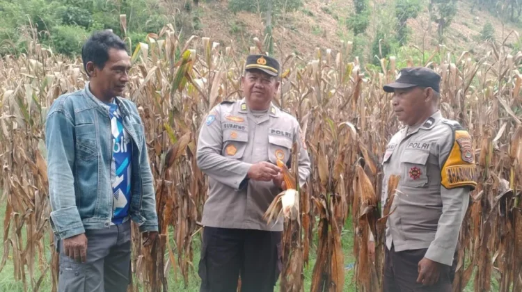 Dukung Program Ketahanan Pangan, Polsek Rasbar Sambangi Petani Jagung