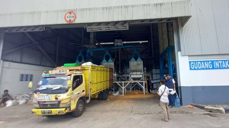 CDC Bulog Manggelewa Bikin Harga Jagung Dompu Stabil