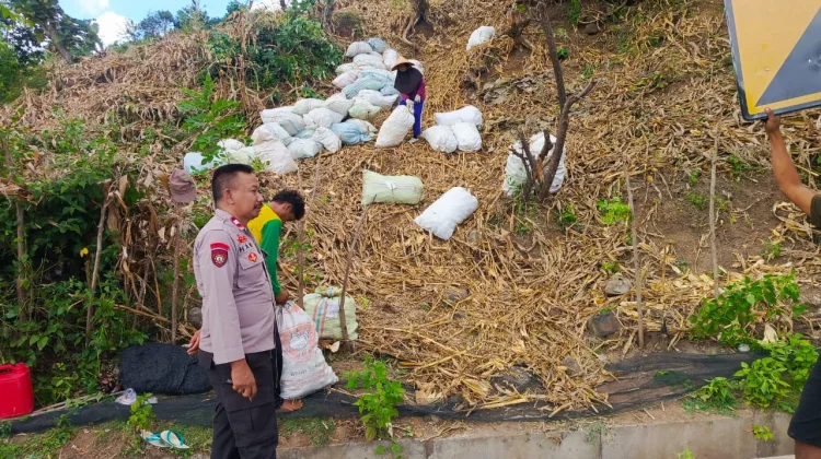 Polsek Sape Pantau Proses Panen Jagung dan Sosialisasikan Penyerapan oleh BULOG