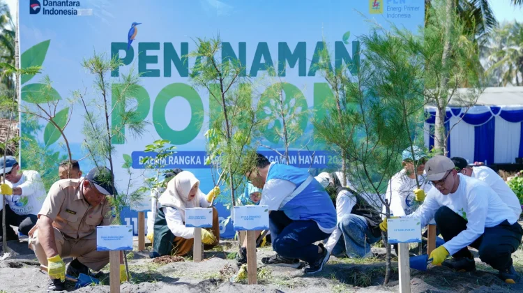 PLN EPI Bergerak Tanam 2500 Pohon Cemara Udang Redam Abrasi di Pesisir Lombok