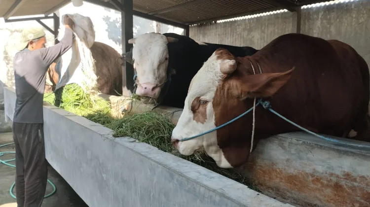 Sapi Jumbo Lombok Barat Lolos Verifikasi Setpres Masuk Nominasi 3 Besar