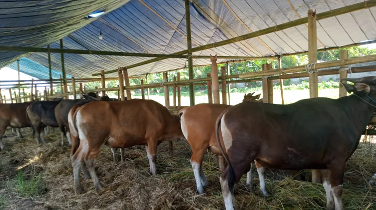 Pedagang Sambut Positif Pemeriksaan Kesehatan Hewan Kurban
