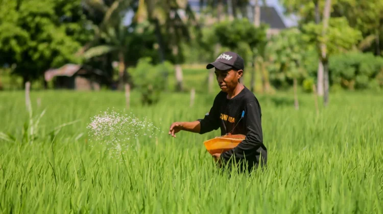 Digitalisasi i-Pubers Permudah Penyaluran Pupuk Subsidi di Lombok Barat