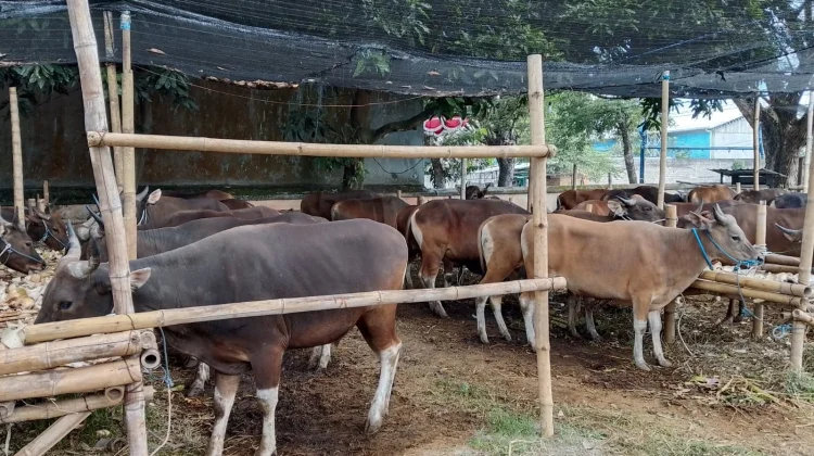 Meningkatnya Penjualan Hewan Kurban Pertanda Makin Dekatnya Hari Raya Idul Adha