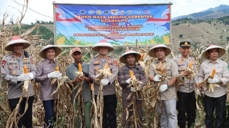 Polres Bima Kota Panen Raya  Jagung, Dukung Swasembada Pangan 2026