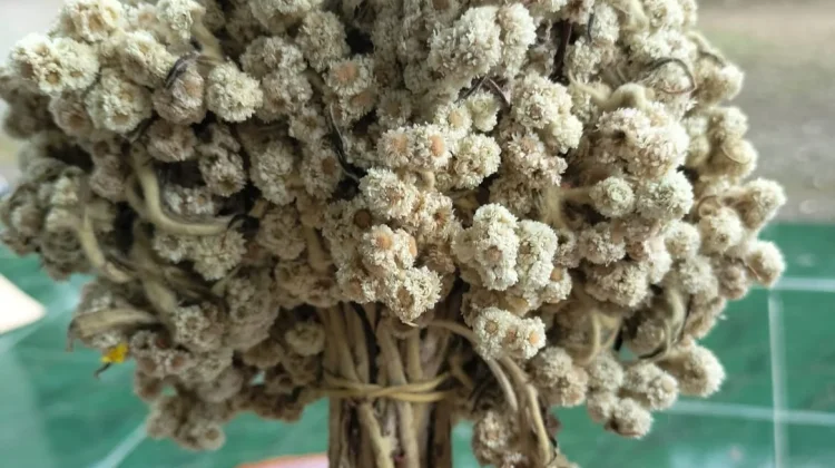 Mengapa Edelweis Bebas Dijual di Gunung Bromo