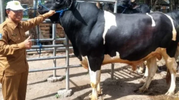 Sapi 940 Kg Sumbawa Dipilih jadi Kurban Presiden