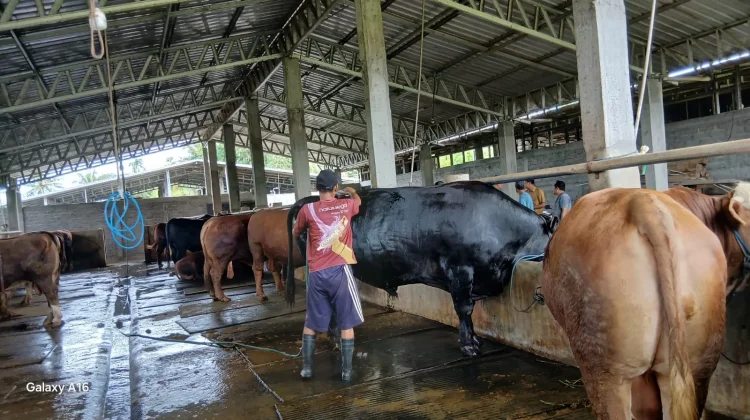 Tiga Sapi Asal Lombok Tengah, Jadi Hewan Kurban Bantuan Presiden