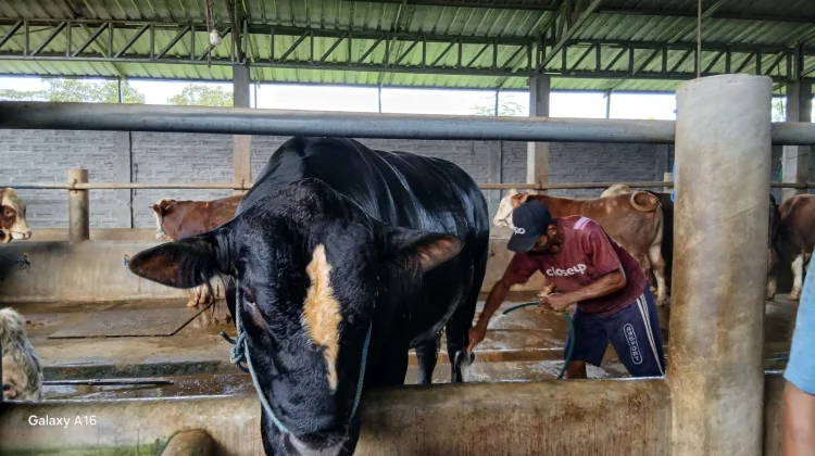 “Black Panther” Jadi Sapi Kurban Presiden Prabowo di NTB, Bobotnya Tembus 1,04 Ton