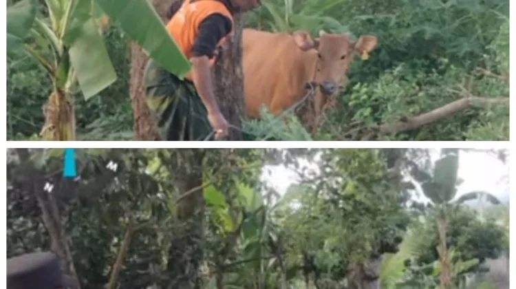 Kepolisian Amankan Sapi Curian di Sakra Barat