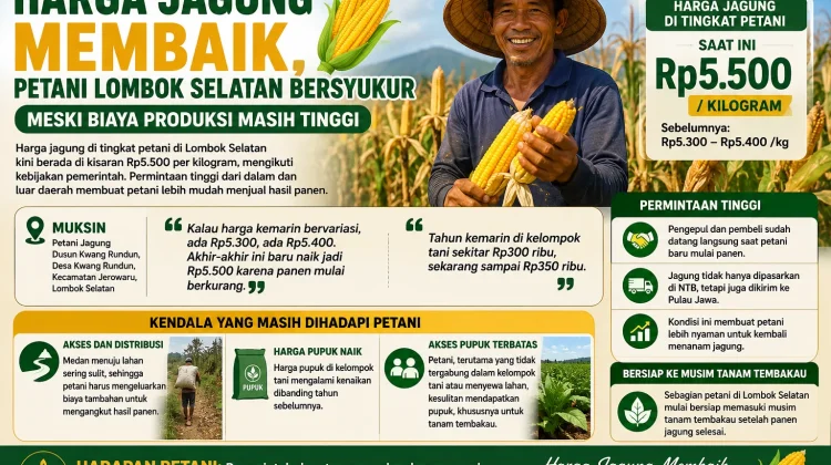Petani Lombok Selatan Bersyukur Harga Jagung Membaik