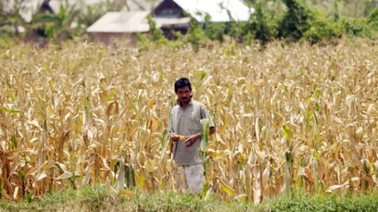 Harga Saprodi Mahal, Luas Tanam Jagung di Dompu Menyusut