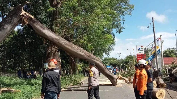 Pohon Tumbang Tutup Jalur Labuhan Lombok–Sambelia, Kepolisian Sigap Evakuasi