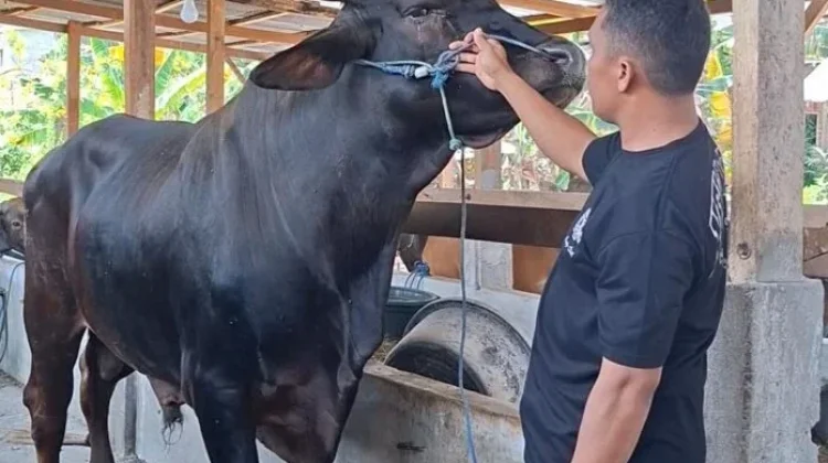 Presiden Kurban Sapi di Dompu seberat 793 Kg