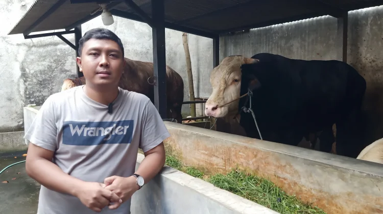 "Ireng Gagah Manis" Sapi Kurban Presiden Berbobot Lebih Satu Ton Asal Lombok Barat