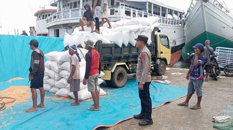 Petani Jagung di Bima Rasakan Keuntungan