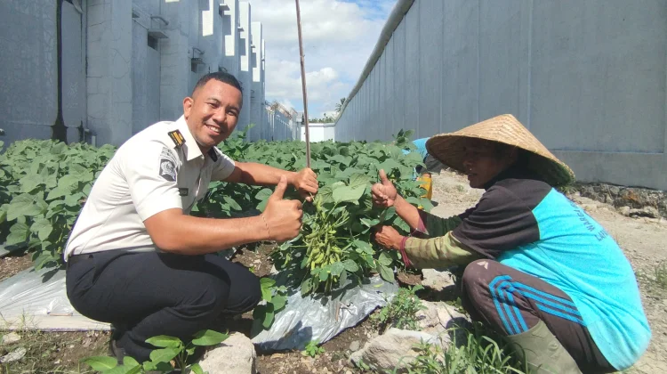 Lapas Lombok Barat Kembangkan Tanaman Edamame Dukung Ketahanan Pangan
