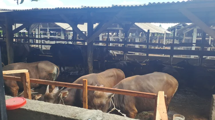 Stok Hewan Kurban di Lombok Tengah Dipastikan Aman, Harga Naik hingga 40 Persen