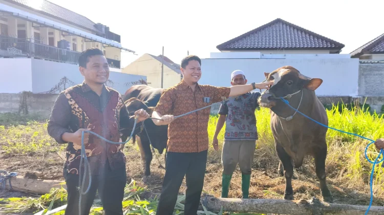 Bank Dinar Siapkan 25 Sapi Limosin untuk Qurban Idul Adha 1447 H