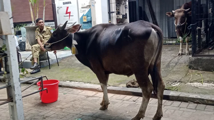 Enam Tim Satgas Hewan Kurban Mataram Sisir 200 Titik Penyembelihan