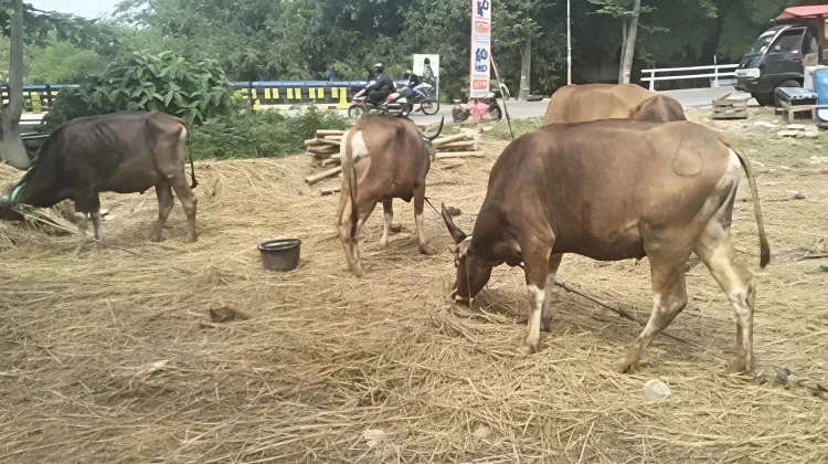 Antusias Warga Kota Bima Berkurban Meningkat