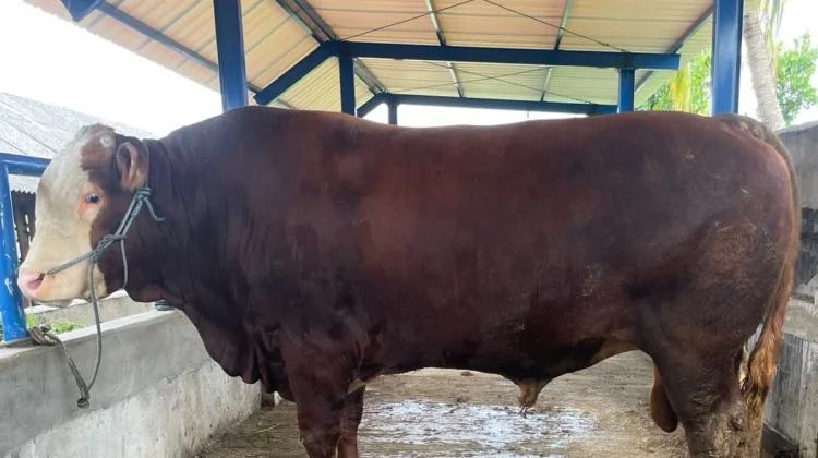 Tim Kesehatan Hewan Kurban Dinas Pertanian Kota Mataram memperketat pengawasan t