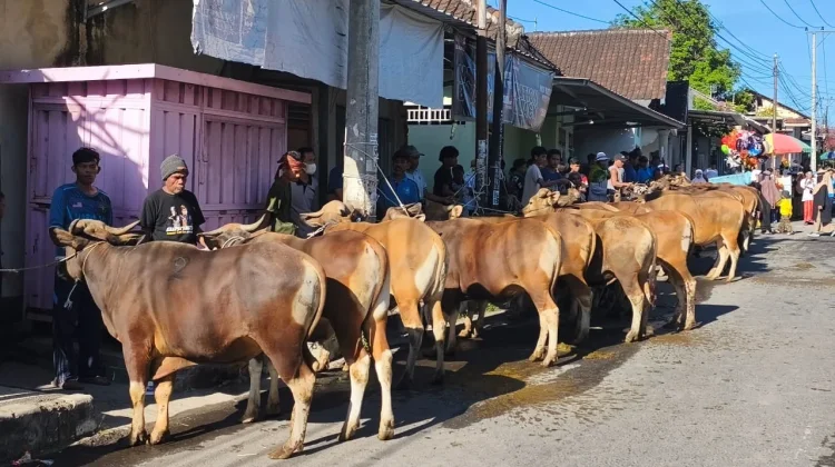 Masuk Tahun ke-26, Tradisi Kurban Massal di Kelayu Lombok Timur Kian Meriah
