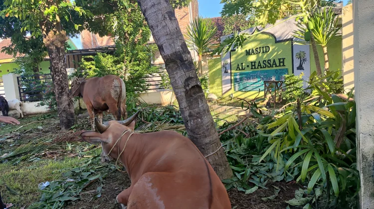 Pemeriksaan Hewan Kurban Dilakukan hingga Hari Tasyrik