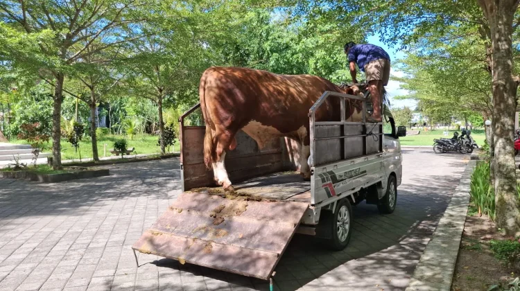 Sari Yuliati Serahkan Sapi Kurban Seberat Satu Ton untuk Warga Lombok Tengah