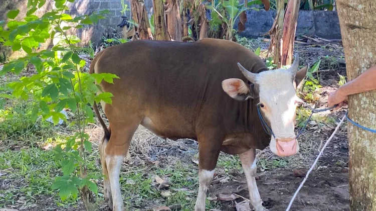 Sains di Balik Sembelih Hewan: Mana yang Paling Tak Menyakitkan?