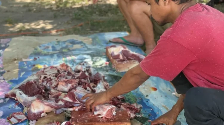 Petugas Temukan Puluhan Kasus Cacing Hati pada Sapi Kurban