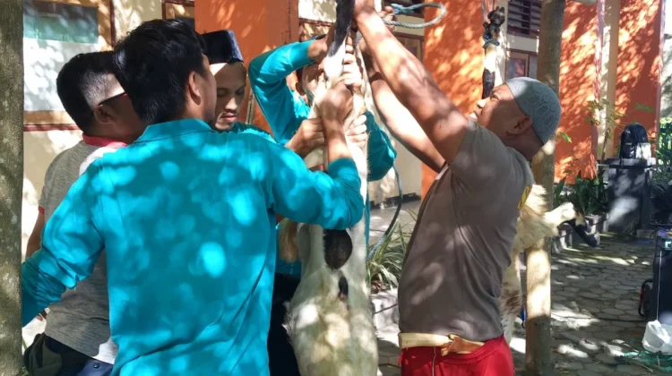SMKN 3 Mataram Sembelih 1 Sapi dan 5 Kambing dalam Giat Tarbiyah Shodaqoh Qurban