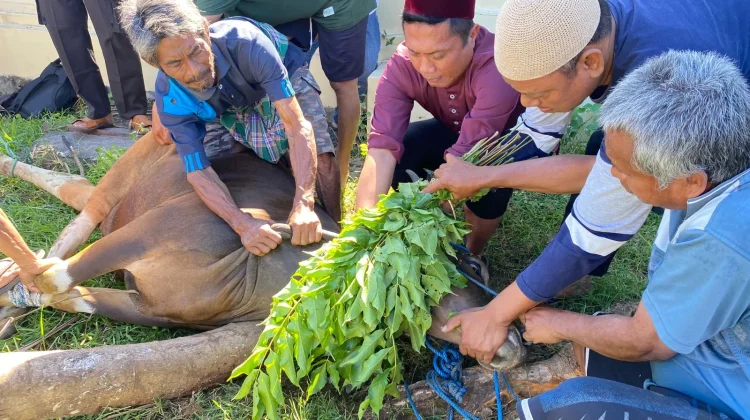 Perkuat Solidaritas Sosial, Polres Lombok Utara Sembelih Lima Hewan Kurban