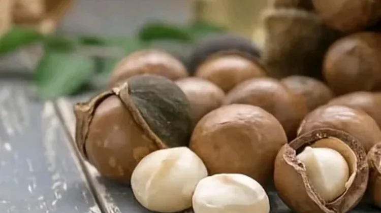 "Kacang Macadamia Viral, Camilan Premium yang Kaya Manfaat Kesehatan"