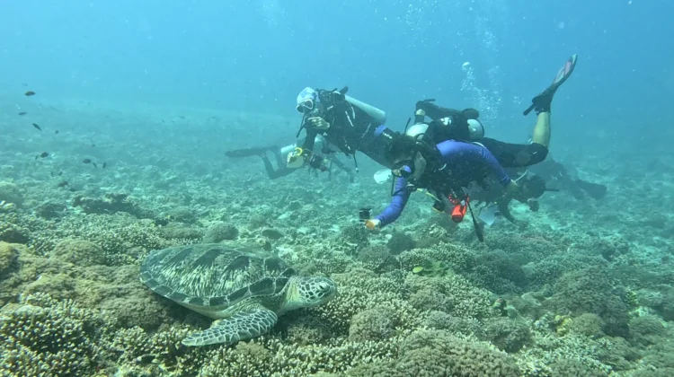 Populasi Penyu hingga Kima di Gili Matra Terpantau Stabil