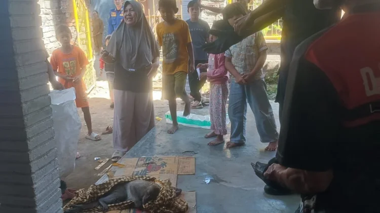 Damkarmat Lombok Timur Evakuasi Monyet Diduga Keracunan