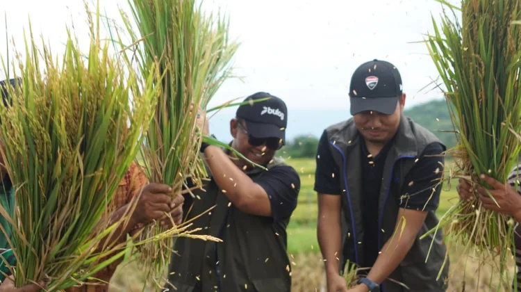 Bulog NTB Kejar Target Serapan 240 Ribu Ton, Realisasi Sudah 68 Persen