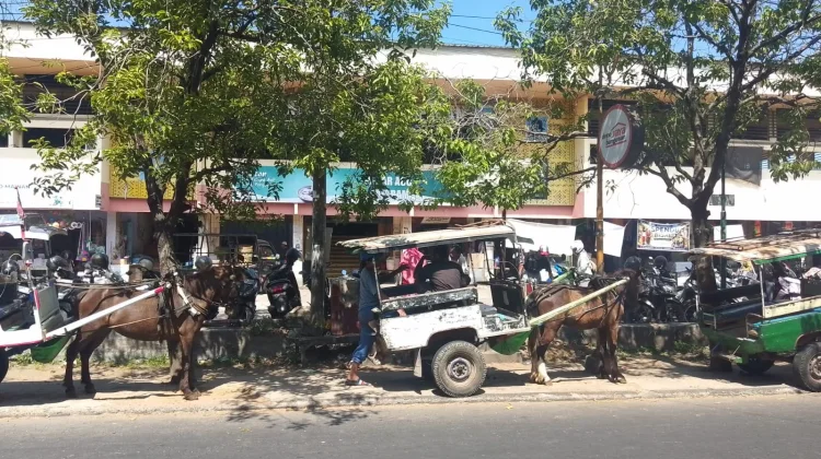 Cidomo Masih Menjadi Transportasi Andalan Masyarakat Lombok