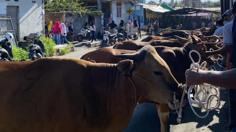 Jumlah Hewan Kurban di Lombok Timur Meningkat Hampir 20 Persen