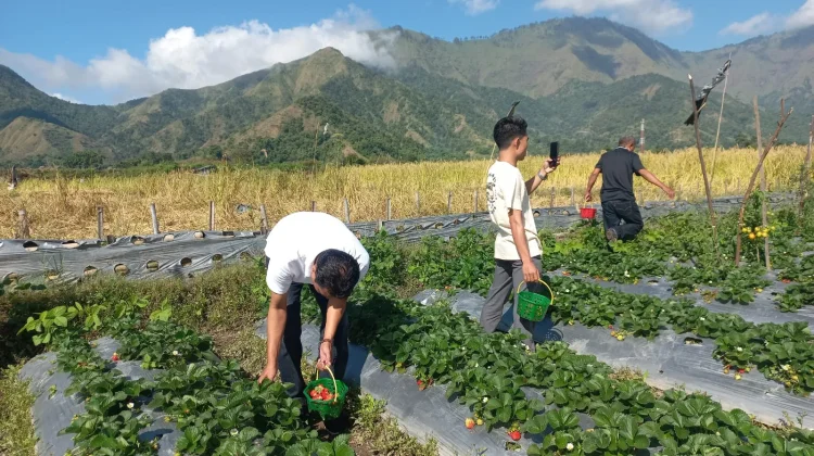 Nikmati Akhir Pekan, Kawasan Wisata Sembalun Ramai Pengunjung