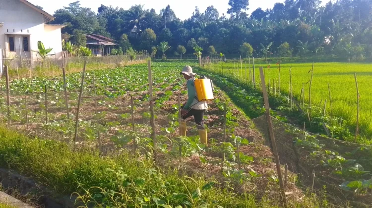 Petani di Mantang Tetap Semangat Kelola Lahan Pertanian