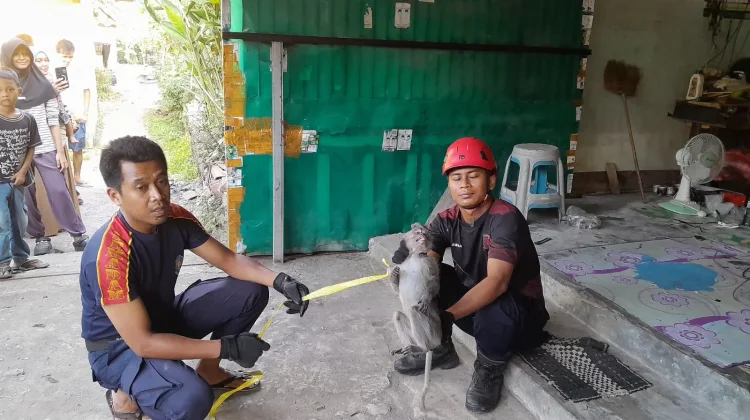 Berpotensi Menganggu, Tim Damkarmat Lotim Evakuasi  Monyet di Permukiman Warga Sak