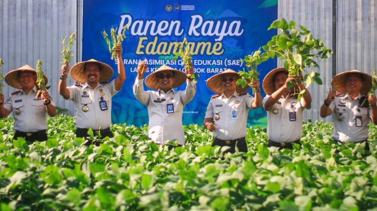 Budidaya Edamame Lapas Lombok Barat Tunjukkan Hasil Membanggakan