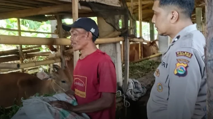 Kepolisian Dampingi Peternak Sapi Dukung Ketahanan Pangan di Aikmel